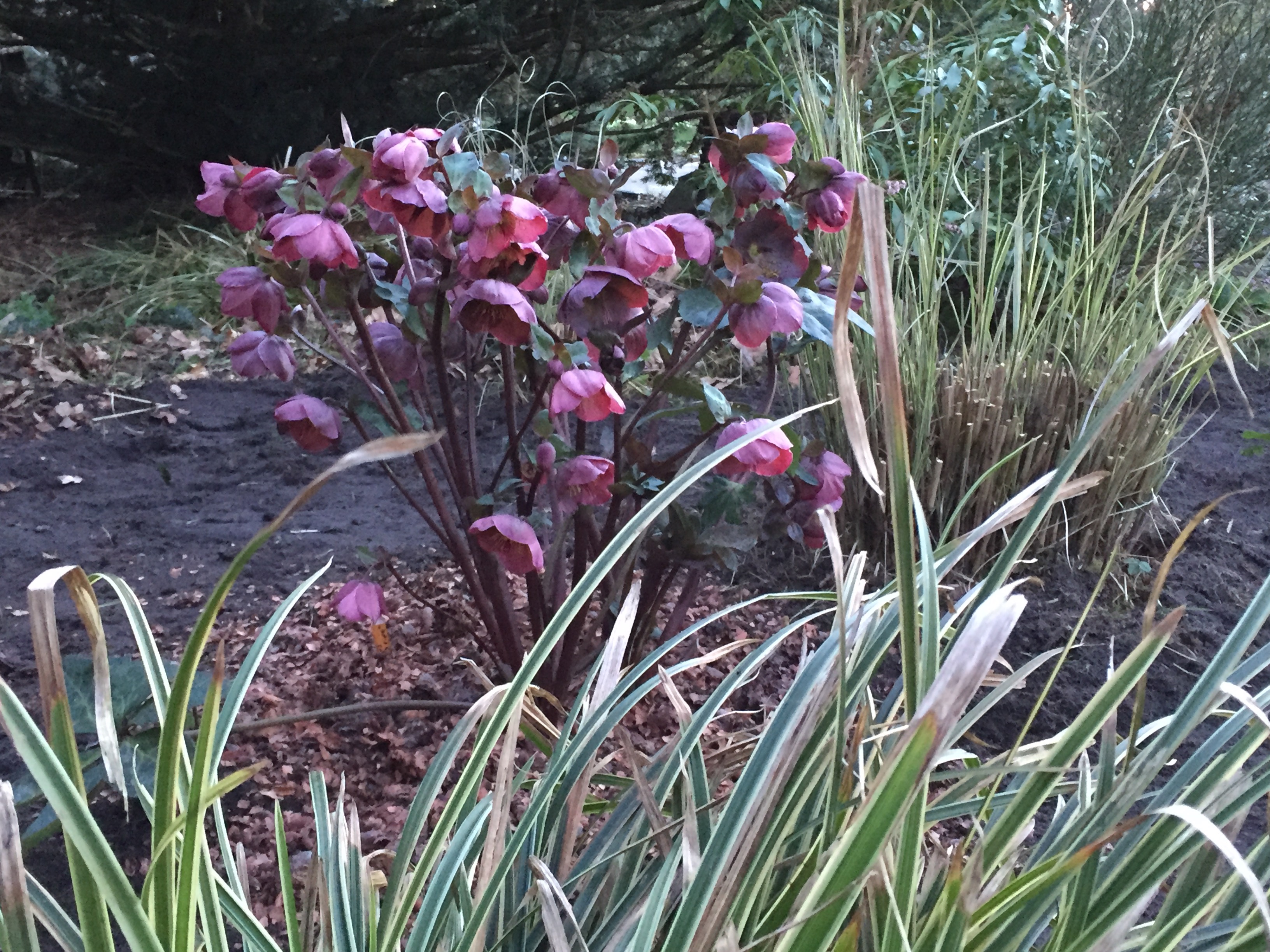 Helleborus x hybridus 'Penny's Pink'