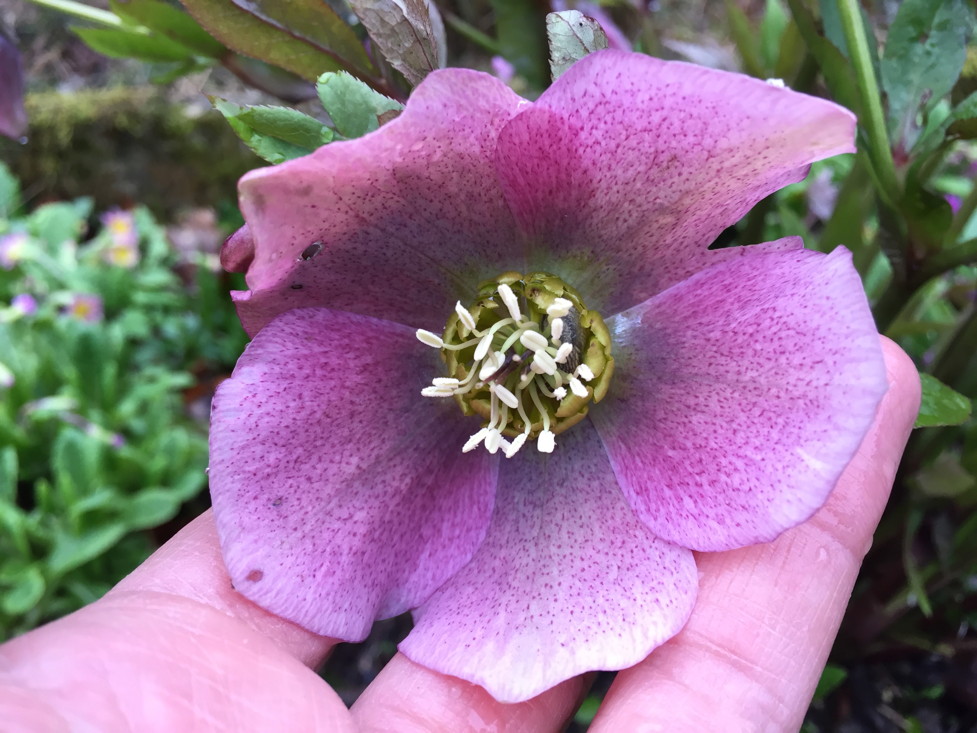 Helleborus orientalis rose foncé