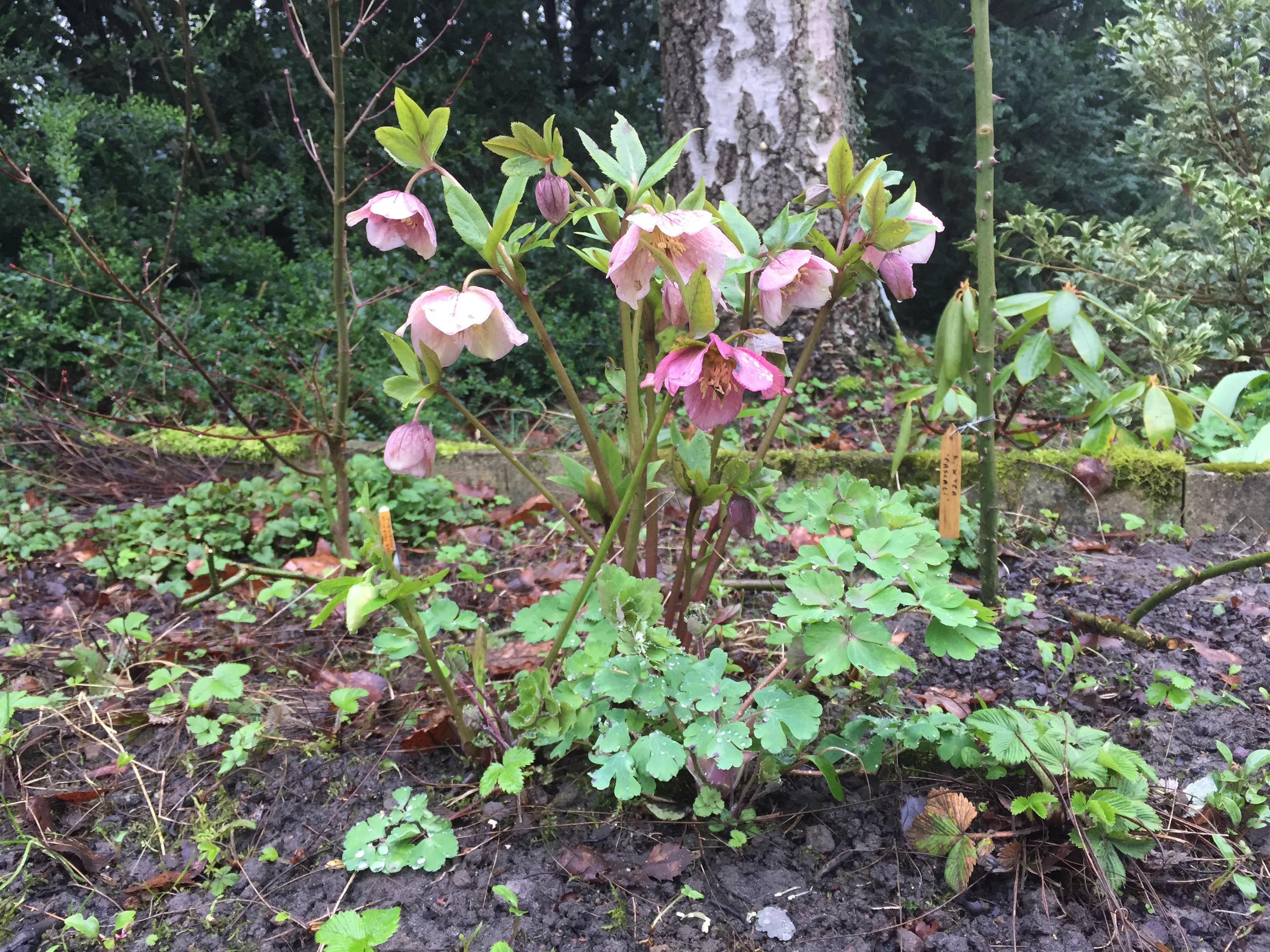 Helleborus orientalis rose clair